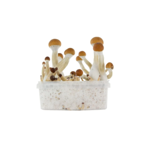 KIT DE CULTIVO MONOTUBE